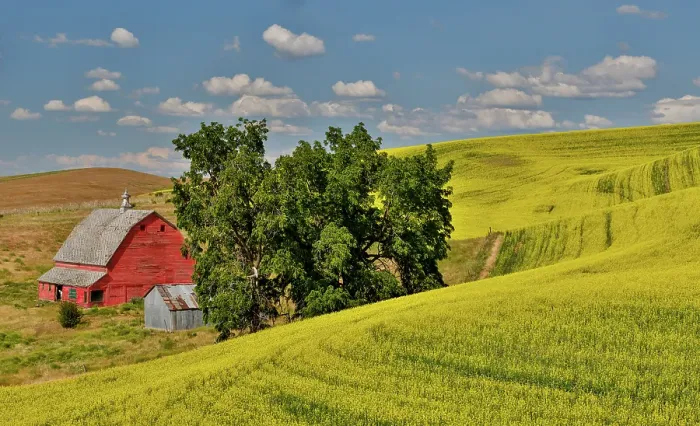 Framed Print : USA, Washington State, Palouse. Canola field and red barn. (Editorial Use Only)