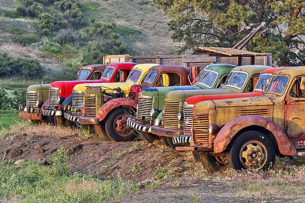 USA, Washington State, Palouse. Antique trucks