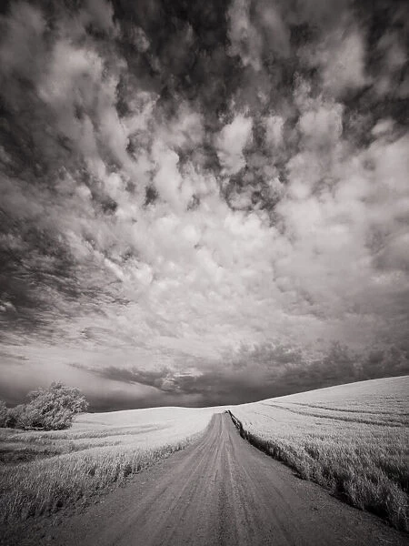 USA, Washington State, Palouse. Backcountry road through wheat field and clouds