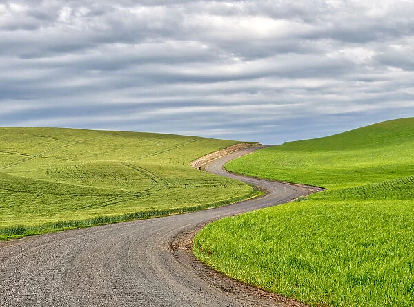 USA, Washington State, Palouse. Backcountry road leading through winter and spring wheat fields