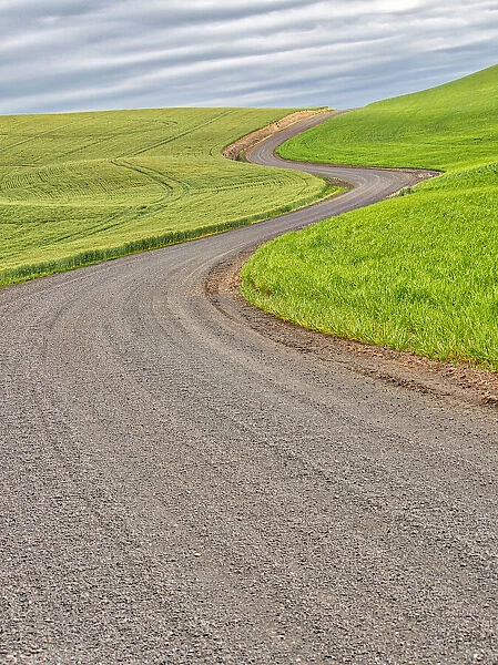 USA, Washington State, Palouse. Backcountry road leading through winter and spring wheat fields