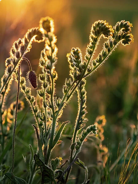 Usa, Washington State, Palouse. Backlit Menzies fiddleneck wildflower glowing at sunset
