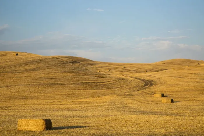 Framed Print : USA, Washington State, Palouse. Bales of straw in field Framed Print : USA, Washington State, Palouse. Bales of straw in field