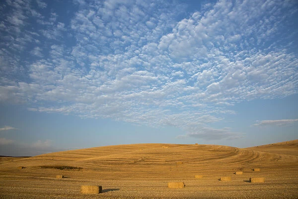 USA, Washington State, Palouse. Bales of straw in field