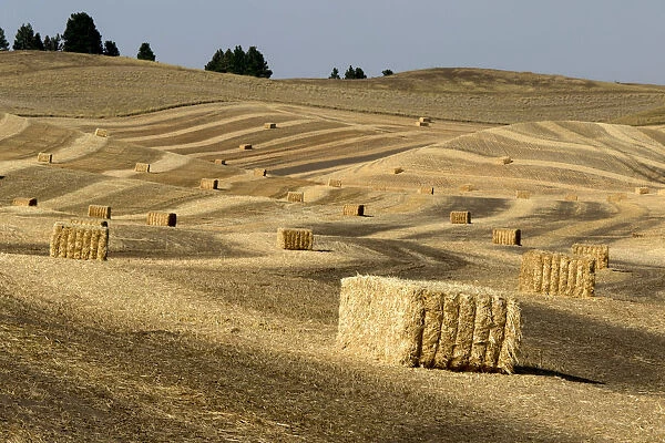 USA, Washington State, Palouse. Bales of straw in field
