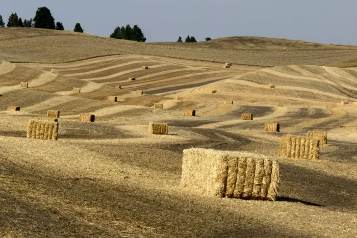 Framed Print : USA, Washington State, Palouse. Bales of straw in field