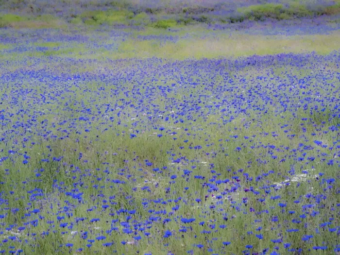 Framed Print : USA, Washington State, Palouse blue bachelor buttons in large field near Winona