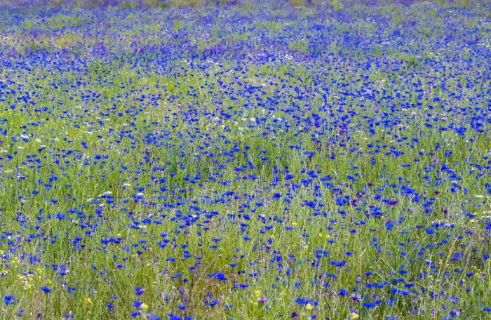 Framed Print : USA, Washington State, Palouse blue bachelor buttons in large field near Winona Framed Print : USA, Washington State, Palouse blue bachelor buttons in large field near Winona