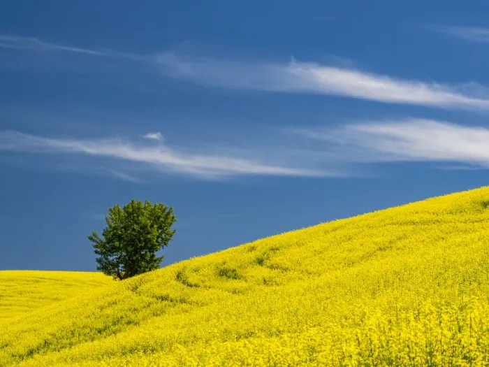 Framed Print : USA, Washington State, Palouse canola field with lone tree near Colfax Framed Print : USA, Washington State, Palouse canola field with lone tree near Colfax