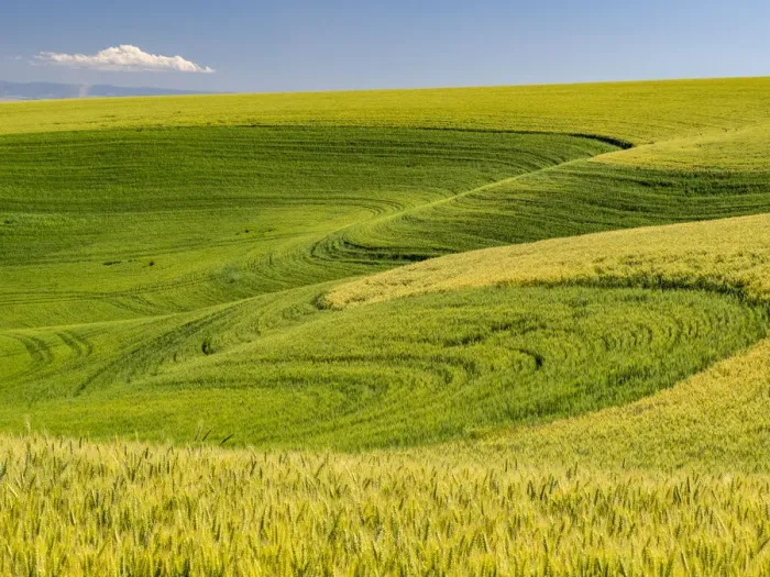 Framed Print : USA, Washington State, Palouse canola field with near Colfax Framed Print : USA, Washington State, Palouse canola field with near Colfax