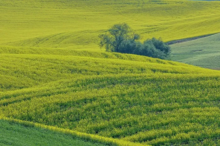 Framed Print : USA, Washington State, Palouse. Canola fields Framed Print : USA, Washington State, Palouse. Canola fields