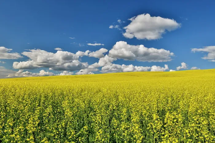 Framed Print : USA, Washington State, Palouse. Canola fields Framed Print : USA, Washington State, Palouse. Canola fields