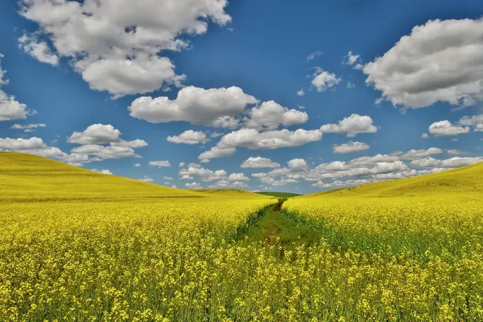 Framed Print : USA, Washington State, Palouse. Canola fields Framed Print : USA, Washington State, Palouse. Canola fields