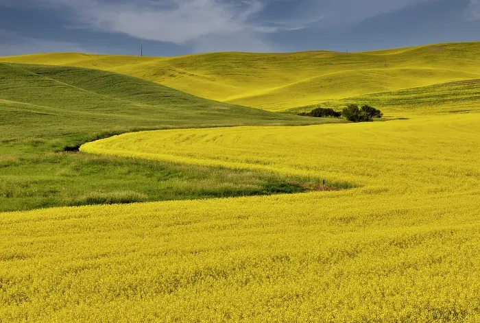 Framed Print : USA, Washington State, Palouse. Canola fields Framed Print : USA, Washington State, Palouse. Canola fields