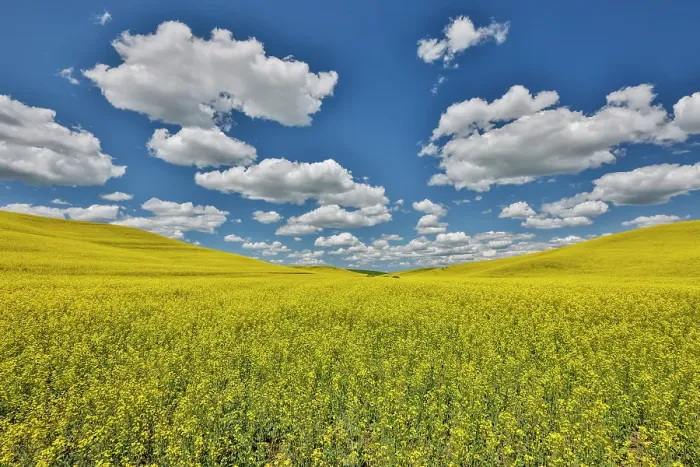 Framed Print : USA, Washington State, Palouse. Canola fields Framed Print : USA, Washington State, Palouse. Canola fields