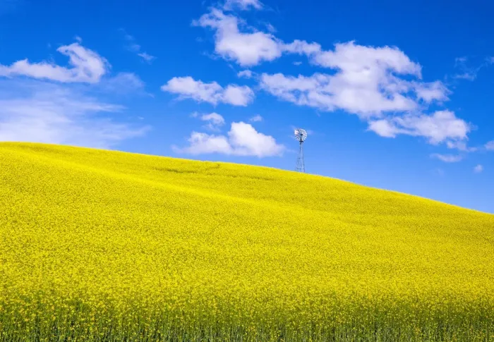 Framed Print : USA, Washington State, Palouse, canola hillside Framed Print : USA, Washington State, Palouse, canola hillside