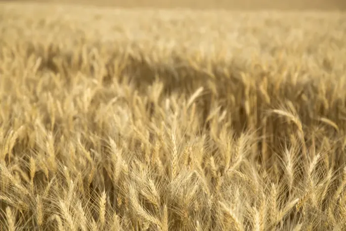 Framed Print : USA, Washington State, Palouse. Close-up of wheat Framed Print : USA, Washington State, Palouse. Close-up of wheat