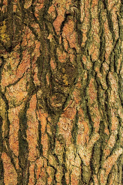 USA, Washington State, Palouse, Colfax. Pine tree bark