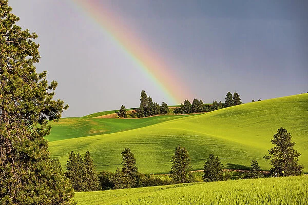USA, Washington State, Palouse, Colfax. Green fields of wheat. Pine trees. Rainbow