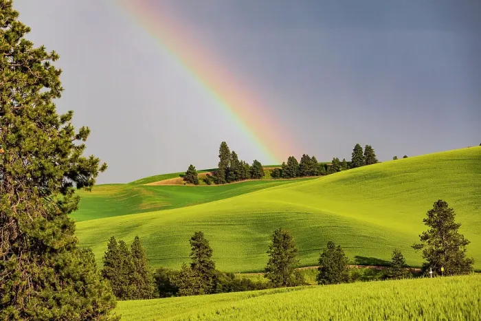 Framed Print : USA, Washington State, Palouse, Colfax. Green fields of wheat. Pine trees. Rainbow Framed Print : USA, Washington State, Palouse, Colfax. Green fields of wheat. Pine trees. Rainbow