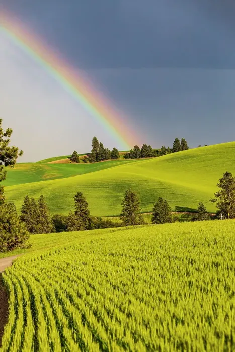 Framed Print : USA, Washington State, Palouse, Colfax. Green fields of wheat. Pine trees. Rainbow Framed Print : USA, Washington State, Palouse, Colfax. Green fields of wheat. Pine trees. Rainbow