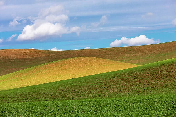 USA, Washington State, Palouse, Colfax. Rolling wheat fields
