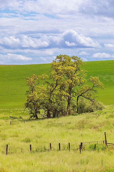 USA, Washington State, Palouse, Colfax. Oak trees, fences and wheat fields