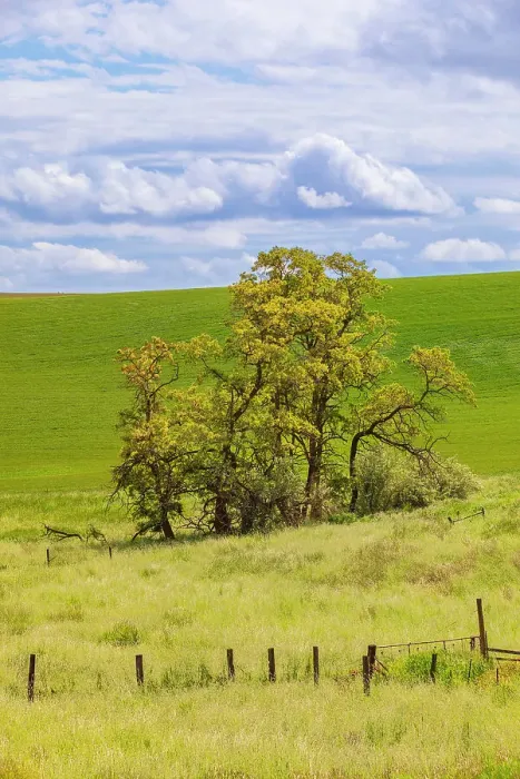 Framed Print : USA, Washington State, Palouse, Colfax. Oak trees, fences and wheat fields Framed Print : USA, Washington State, Palouse, Colfax. Oak trees, fences and wheat fields