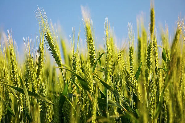 USA, Washington State, Palouse, Colfax. Green wheat