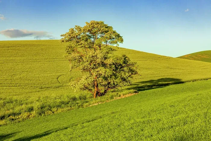 Framed Print : USA, Washington State, Palouse, Colfax. Tree in green field with shadows