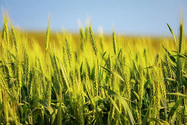 USA, Washington State, Palouse, Colfax. Green wheat
