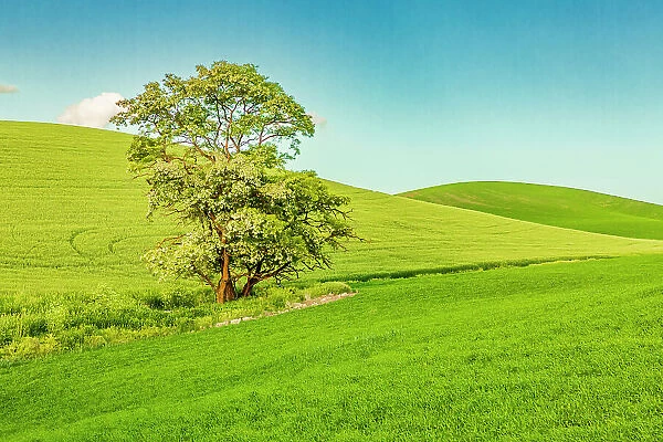 USA, Washington State, Palouse, Colfax. Tree in green field