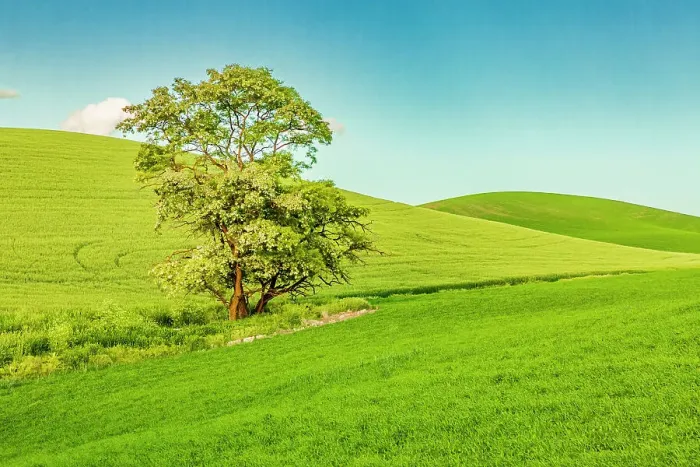 Framed Print : USA, Washington State, Palouse, Colfax. Tree in green field Framed Print : USA, Washington State, Palouse, Colfax. Tree in green field