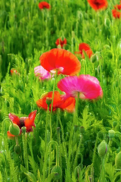 USA, Washington State, Palouse, Colfax. Variety of colored poppy flowers growing in the green wheat