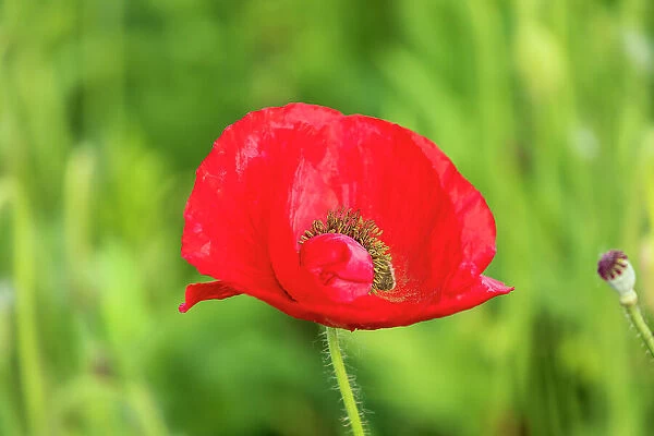 USA, Washington State, Palouse, Colfax. Variety of colored poppy flowers growing in the green wheat