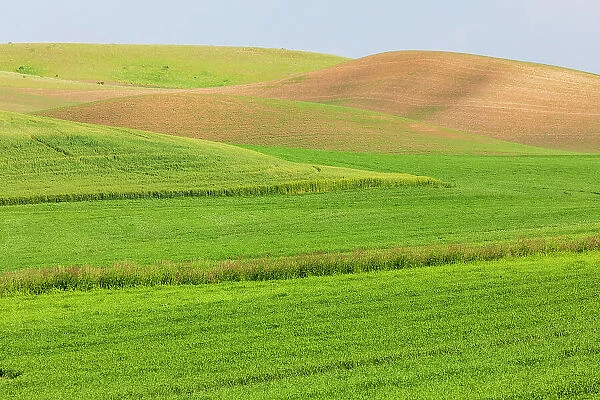 USA, Washington State, Palouse, Colfax. Rolling green hills of wheat