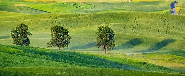 USA, Washington State, Palouse with three cottonwoods in field of green Winter Wheat