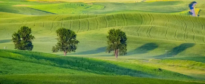 Framed Print : USA, Washington State, Palouse with three cottonwoods in field of green Winter Wheat Framed Print : USA, Washington State, Palouse with three cottonwoods in field of green Winter Wheat