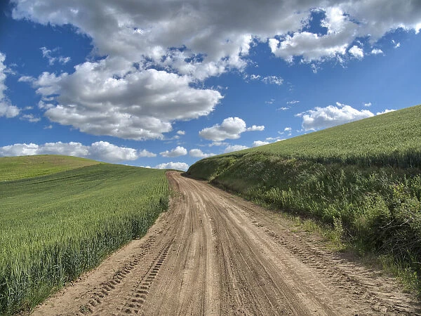 USA, Washington State, Palouse, Country Backroad through Spring wheat fields
