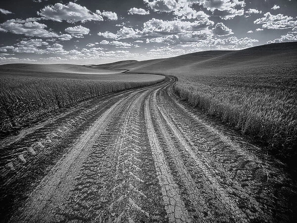 USA, Washington State, Palouse. Country backroad through spring crops