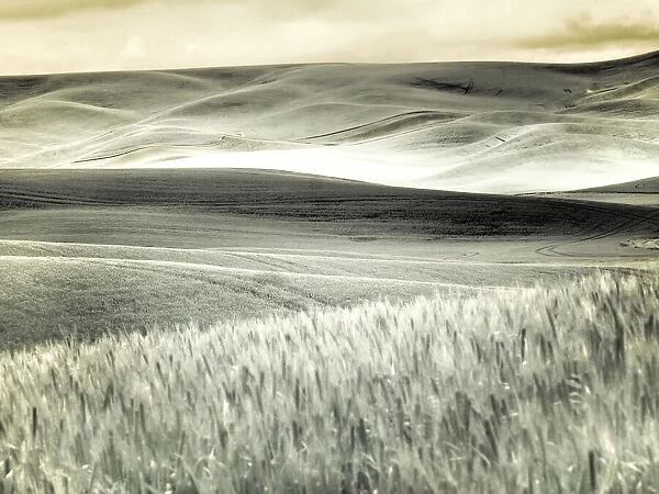 USA, Washington State, Palouse. Crops growing on the rolling hills of the Palouse