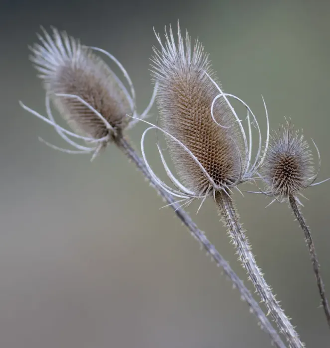 Framed Print : USA, Washington State, Palouse. Dried teasels Framed Print : USA, Washington State, Palouse. Dried teasels