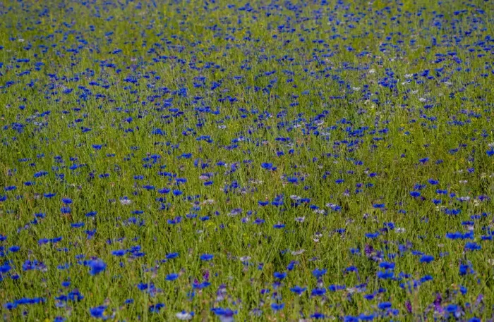 Framed Print : USA, Washington State, Palouse and field of blue bachelor buttons flowering