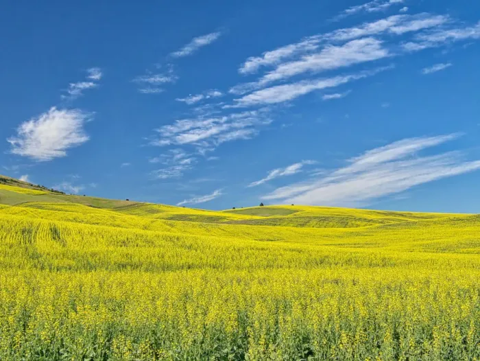 Framed Print : USA, Washington State, Palouse. Field of canola in full bloom Framed Print : USA, Washington State, Palouse. Field of canola in full bloom