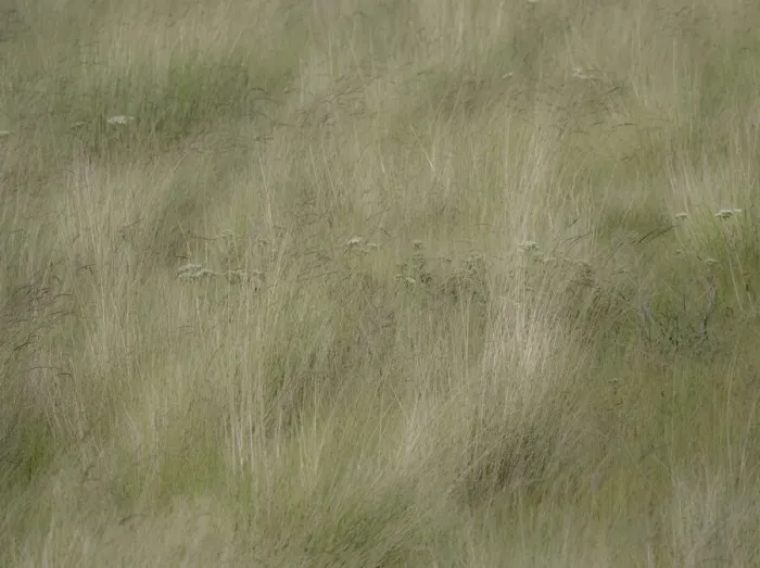 Framed Print : USA, Washington State, Palouse grasses soft focused near Colfax Framed Print : USA, Washington State, Palouse grasses soft focused near Colfax