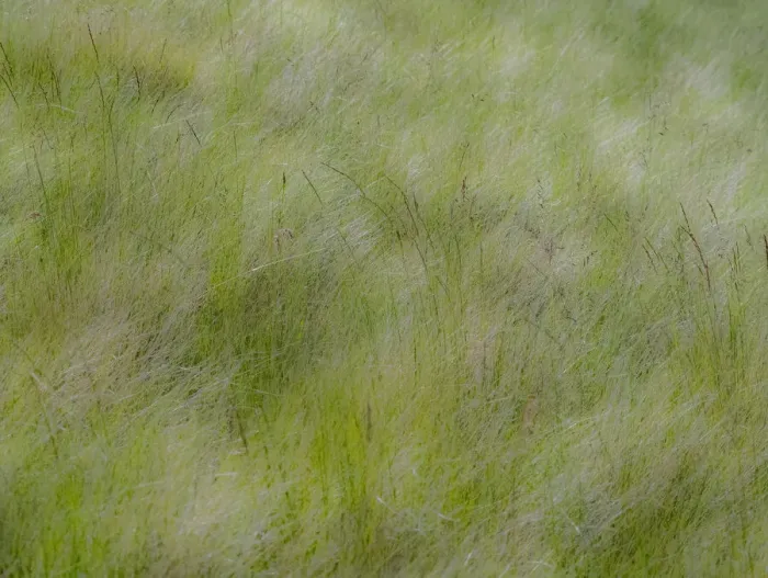 Framed Print : USA, Washington State, Palouse grasses soft focused near Colfax Framed Print : USA, Washington State, Palouse grasses soft focused near Colfax
