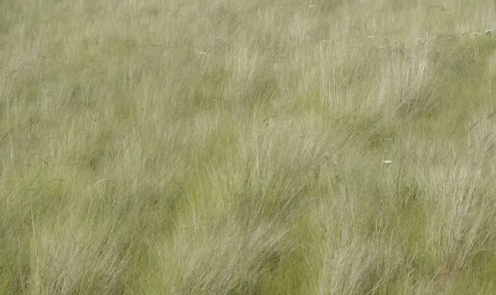 Framed Print : USA, Washington State, Palouse grasses soft focused near Colfax Framed Print : USA, Washington State, Palouse grasses soft focused near Colfax