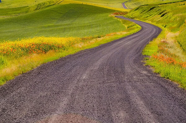 USA, Washington State, Palouse with gravel curved road edged with Poppies and Yellow Canola and wheat fields