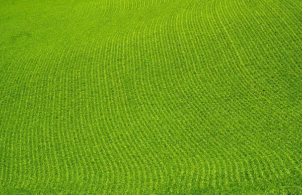 USA, Washington State, Palouse. Green field