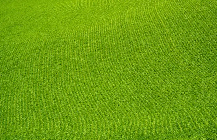 Framed Print : USA, Washington State, Palouse. Green field Framed Print : USA, Washington State, Palouse. Green field